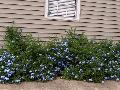 Plumbago / Plumbago auriculata 